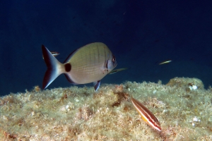 Diplodus puntazzo, Coris julis