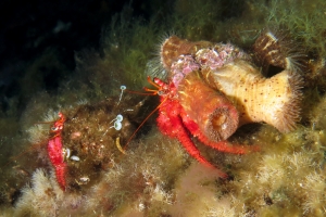 Dardanus calidus, Calliactis parasitica, Acetabularia acetabulum