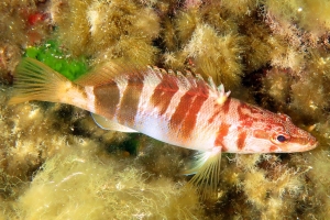 Serranus scriba