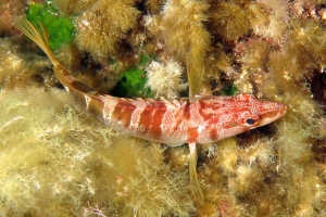 Serranus scriba