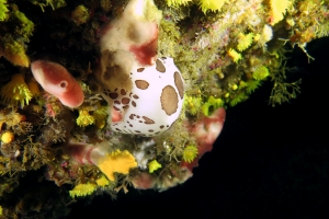 Peltodoris atromaculata