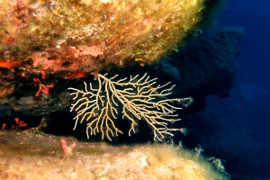 Eunicella cavolini