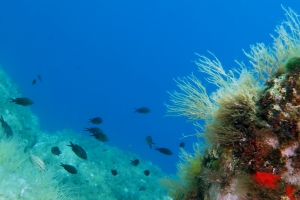 Chromis chromis