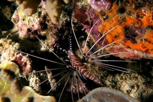 Pterois antennata