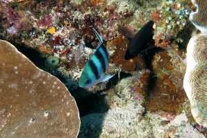 Abudefduf sexfasciatus, Pachyseris speciosa