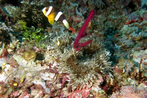 Heteractis aurora, Amphiprion clarkii