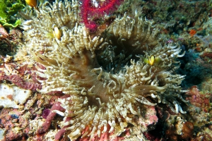 Heteractis aurora, Amphiprion clarkii