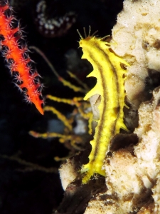 Colochirus robustus, Liosina sp.