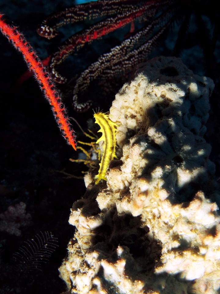 Colochirus robustus, Liosina sp.