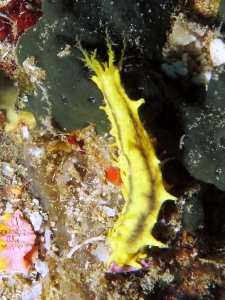 Colochirus robustus