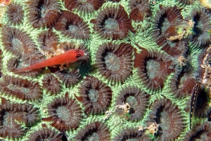 Trimma benjamini, Eviota sebreei, Favia sp.