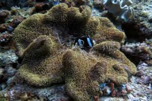 Stichodactyla mertensii, Amphiprion clarkii