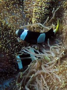 Stichodactyla mertensii, Amphiprion clarkii