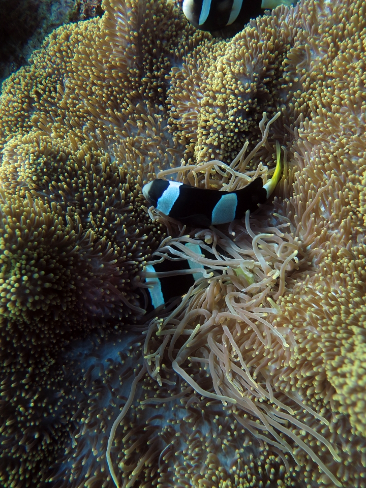 Stichodactyla mertensii, Amphiprion clarkii