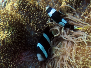 Stichodactyla mertensii, Amphiprion clarkii