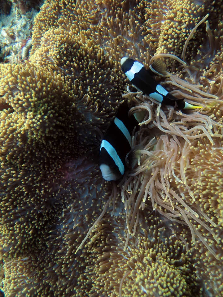 Stichodactyla mertensii, Amphiprion clarkii