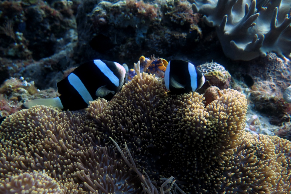 Amphiprion clarkii, Stichodactyla mertensii