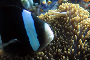 Amphiprion clarkii, Stichodactyla mertensii