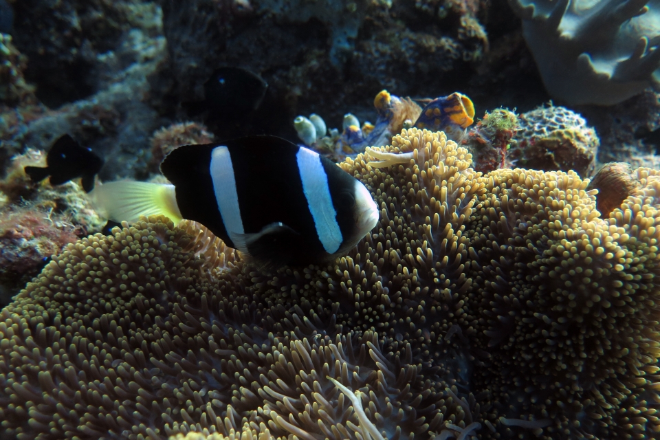 Amphiprion clarkii, Stichodactyla mertensii