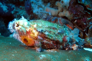 Polycarpa sp. couverte d'épibiontes