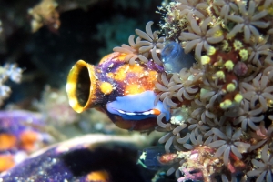 Polycarpa aurata, Pseudoceros (liparus) bifurcus, Tubipora musica