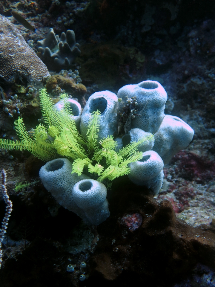 Comaster nobilis, Haliclona fascigera