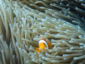 Heteractis magnifica, Amphiprion ocellaris