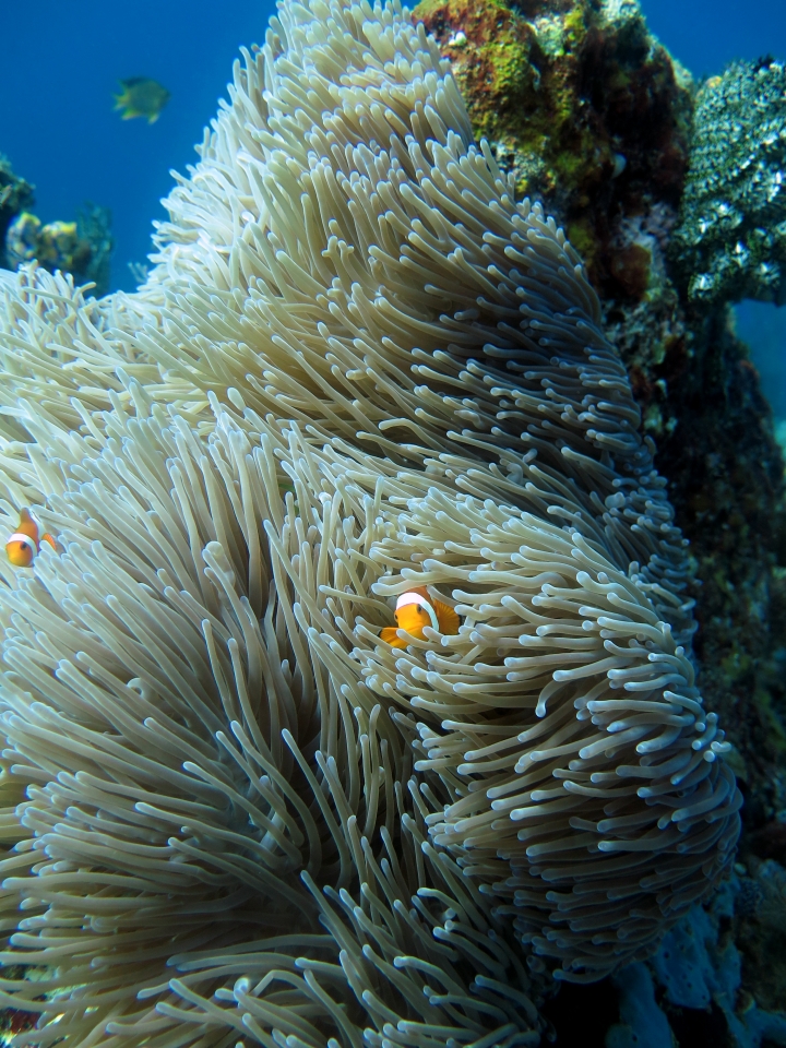 Heteractis magnifica, Amphiprion ocellaris