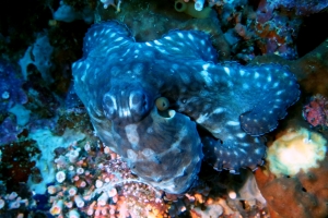 Octopus cyanea