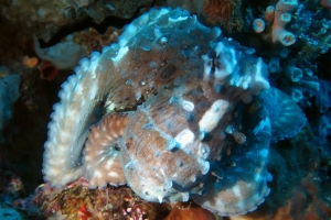 Octopus cyanea