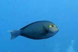 Acanthurus mata