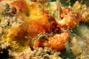 Ceratocarcinus longimanus