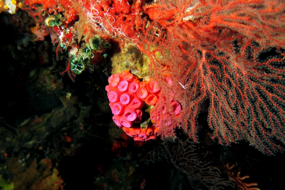 Tubastraea coccinea, Sigillina signifera, ...Gorgone