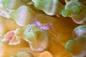 Ancylomenes sarasvati, Entacmaea quadricolor