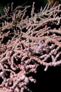 Hippocampus bargibanti, Muricella sp.