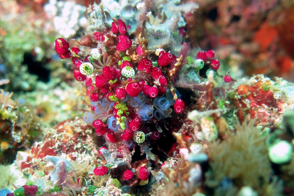 Didemnum moseleyi, Atriolum robustum, Clavelina sp., Eudistoma  sp.