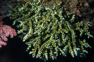 Tubastraea micranthus