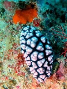 Phyllidiella pustulosa