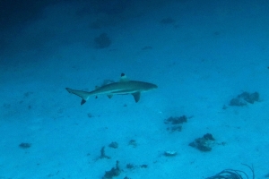 Carcharhinus melanopterus