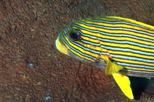 Plectorhinchus polytaenia