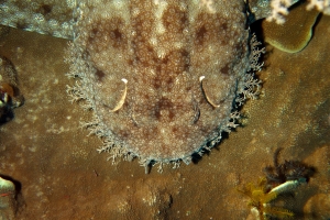 Orectolobus ornatus