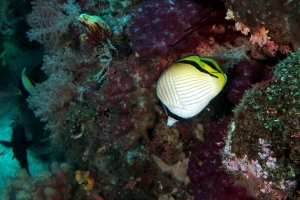 Chaetodon vagabundus