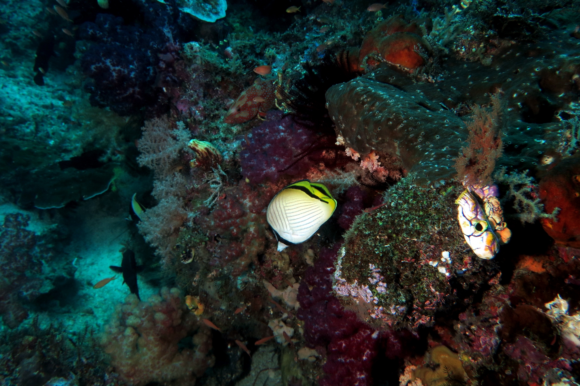 Chaetodon vagabundus