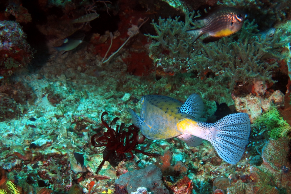 Ostracion cubicus, Amblyglyphidodon leucogaster