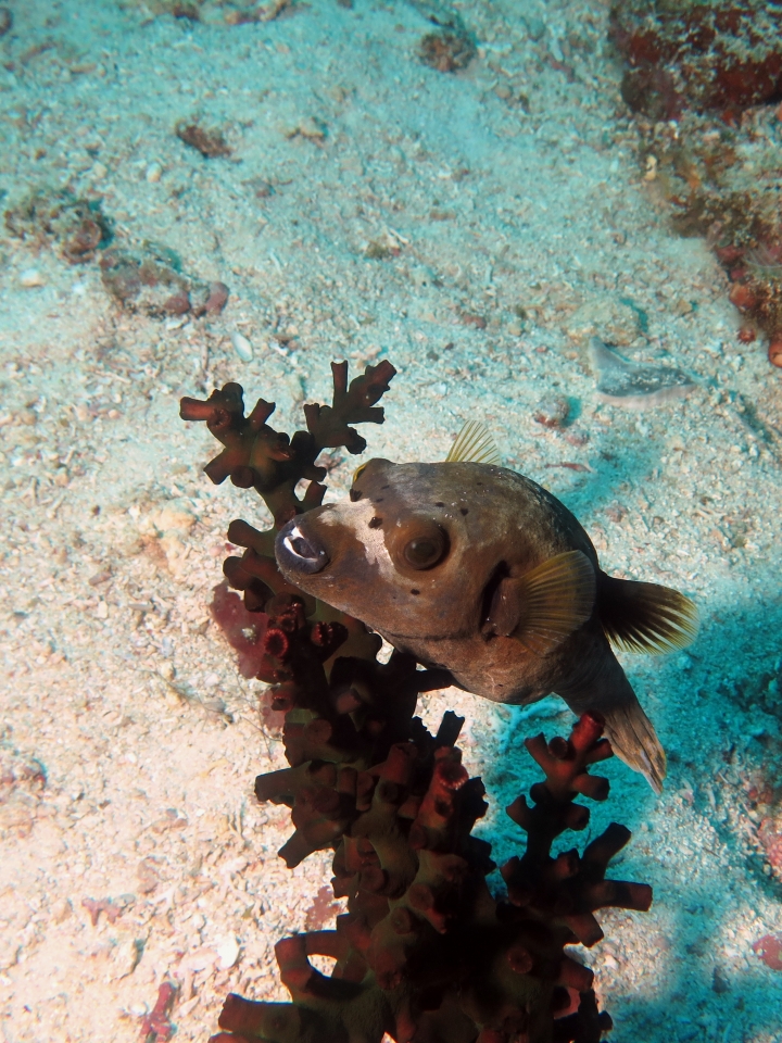 Arothron nigropunctatus, Tubastraea micranthus