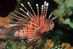 Pterois volitans (18-39cm, Rascasse volante commune)