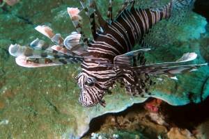 Pterois volitans