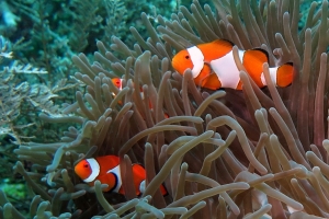 Amphiprion ocellaris, Heteractis magnifica