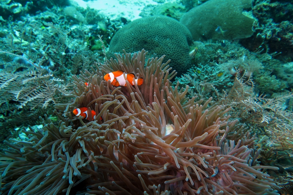 Amphiprion ocellaris, Heteractis magnifica