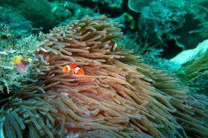 Amphiprion ocellaris, Heteractis magnifica